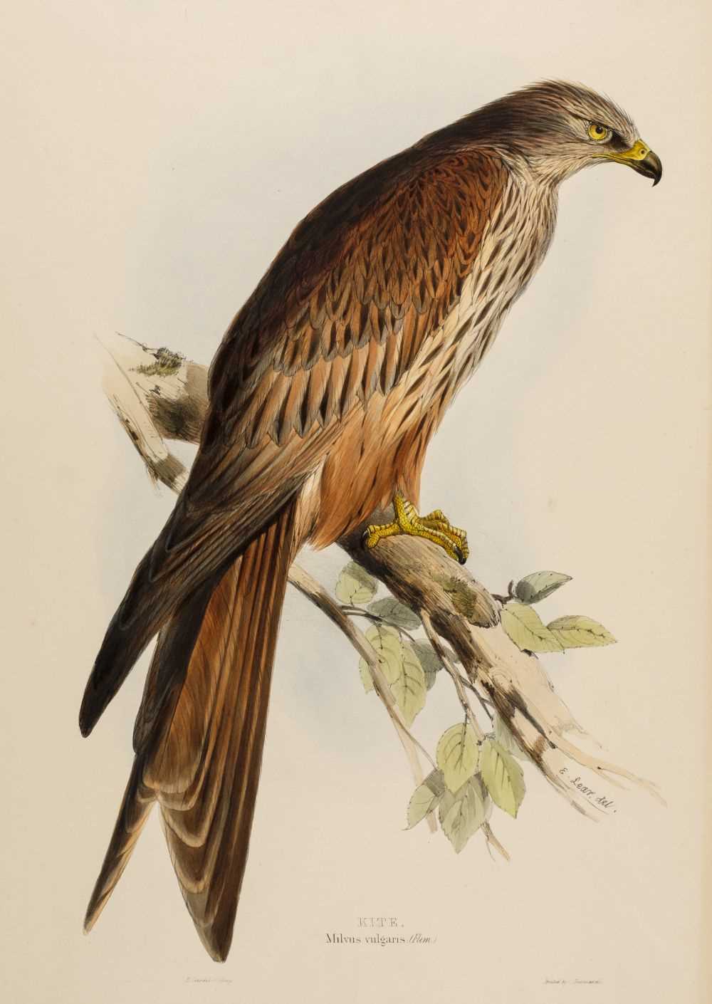 Lot 84 - Lear (Edward, 1812-1888). Kite (Milvus vulgaris), 1832-7
