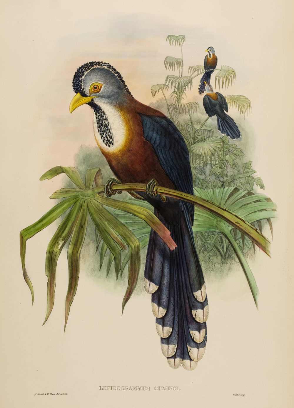 Lot 78 - Gould (John). Lepidogrammus Cumingi (Scale-Feathered Cuckoo), 1850-83