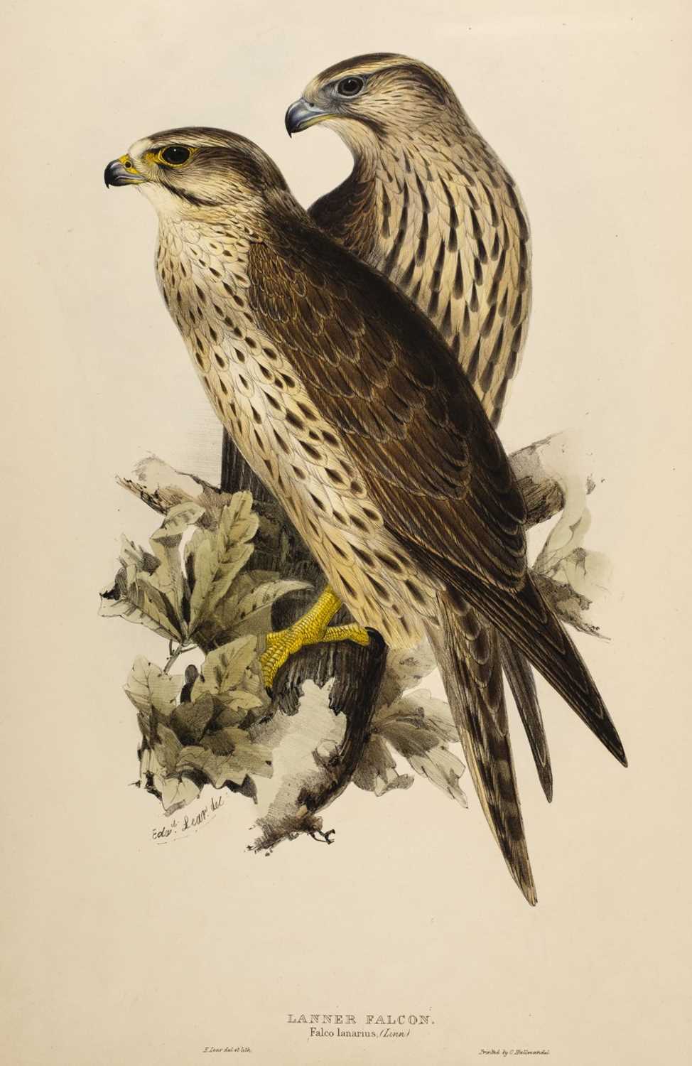 Lot 77 - Lear (Edward, 1812-1888). Lanner Falcon, 1832-7