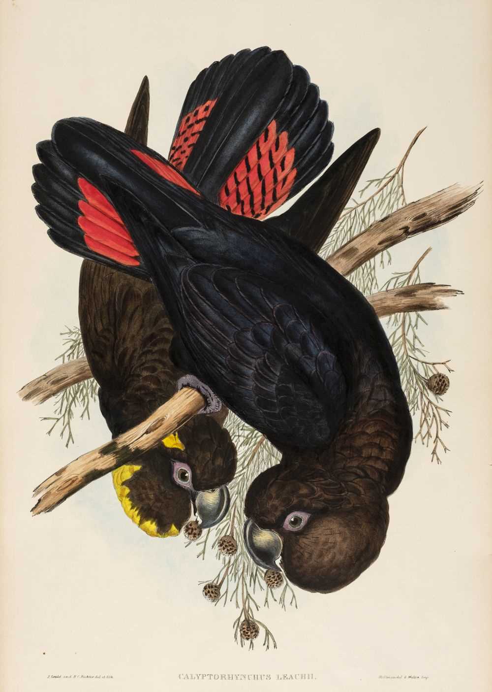 Lot 73 - Gould (John, 1804-1881). Calyptorhynchus Leachii (Leach's Cockatoo), 1848