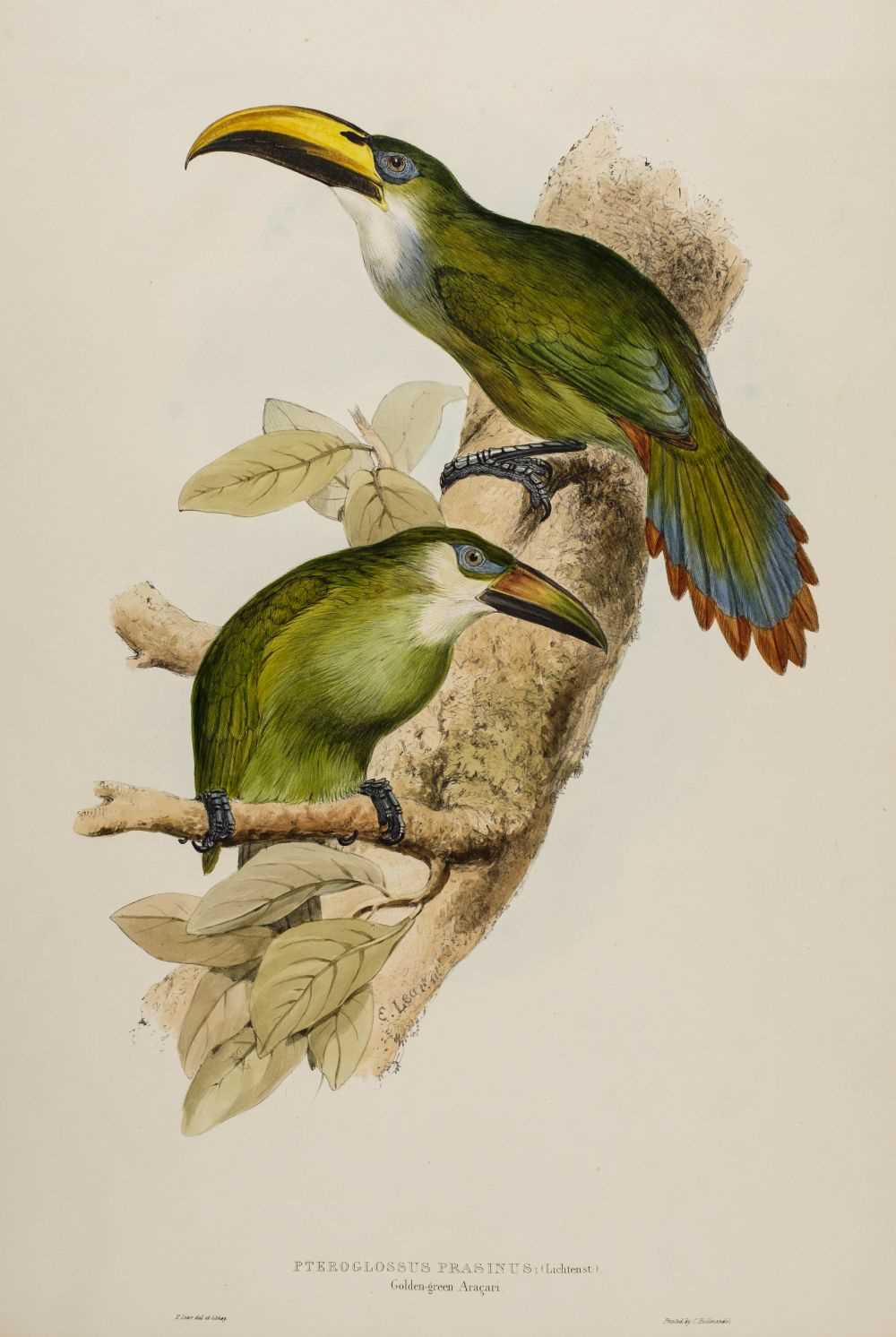 Lot 85 - Lear (Edward, 1812-1888). Pteroglossus Prasinus (Golden-Green Aracari), 1834