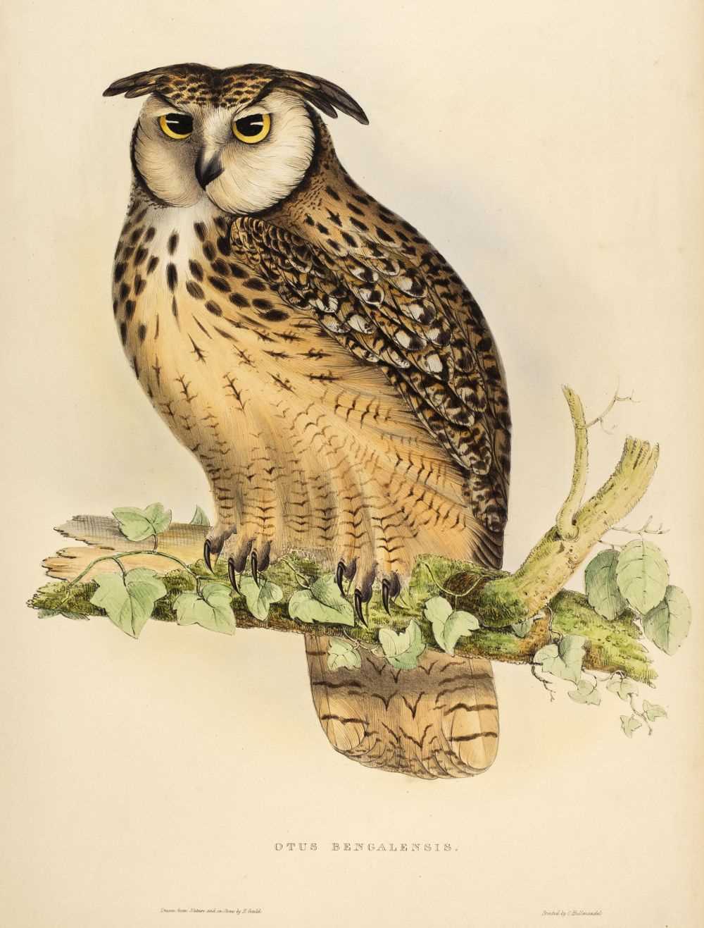 Lot 79 - Gould (John, 1804-1881). Otus Bengalensis, 1831