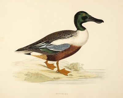 Lot 400 - Morris (Beverley R.). Twenty-five plates of ducks & geese, 1855 or later