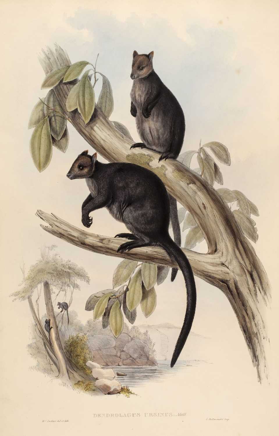 Lot 81 - Gould (John, 1804-1881). Dendrolagus Ursinus & Dendrolagus Inustus, 1845-63