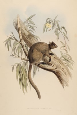 Lot 81 - Gould (John, 1804-1881). Dendrolagus Ursinus & Dendrolagus Inustus, 1845-63