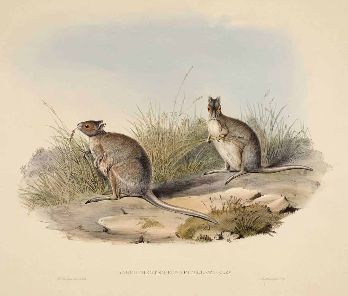 Lot 82 - Gould (John, 1804-1881). Lagorchestes Conspicillata (Spectacled Hare Kangaroo)