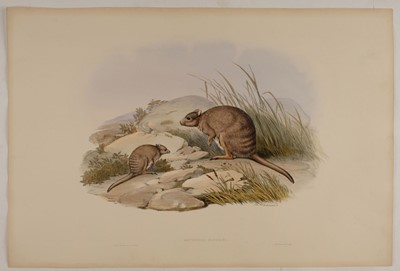 Lot 82 - Gould (John, 1804-1881). Lagorchestes Conspicillata (Spectacled Hare Kangaroo)