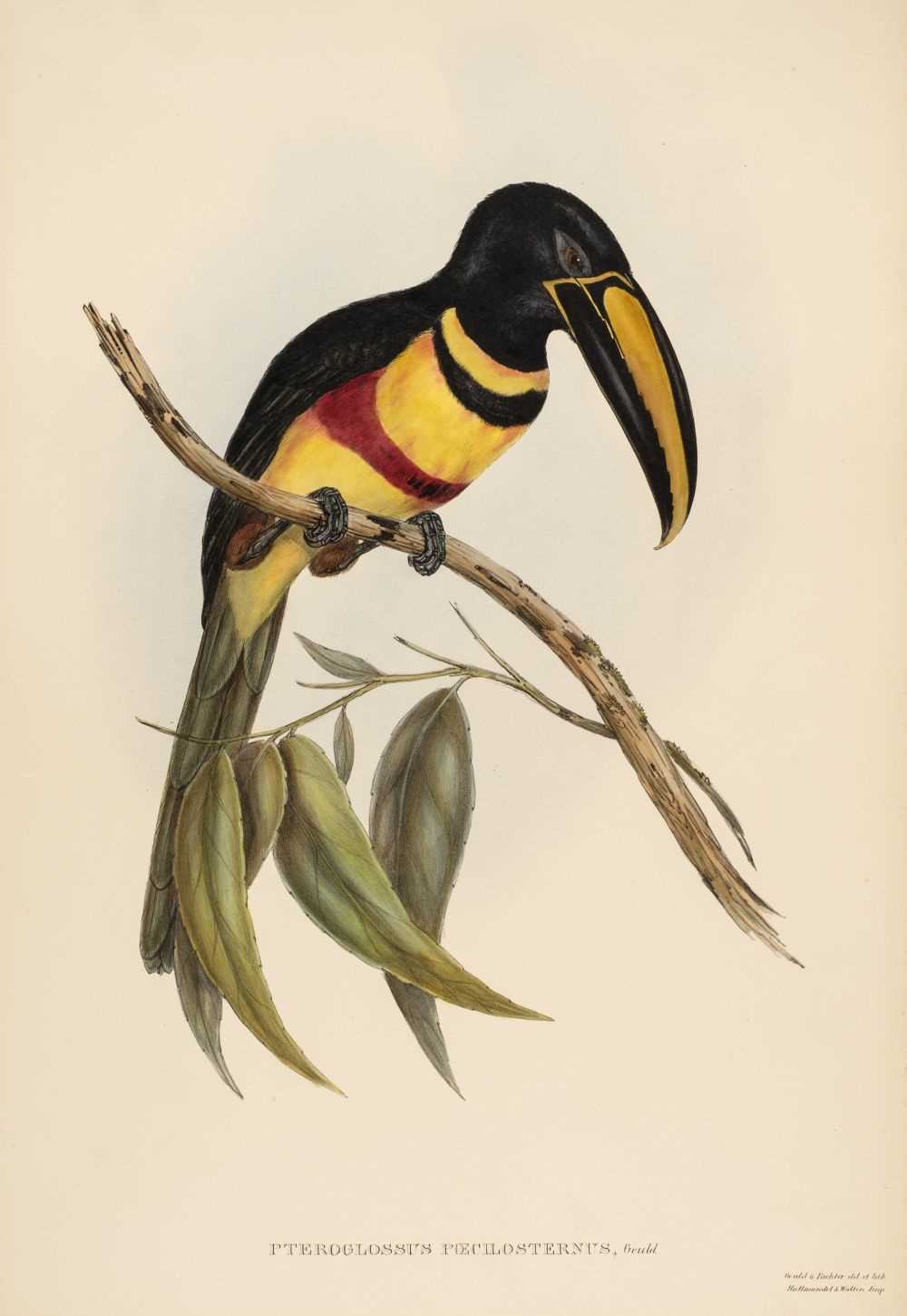 Lot 83 - Gould (John, 1804-1881). Pteroglossus Poecilosternus, 1833-4