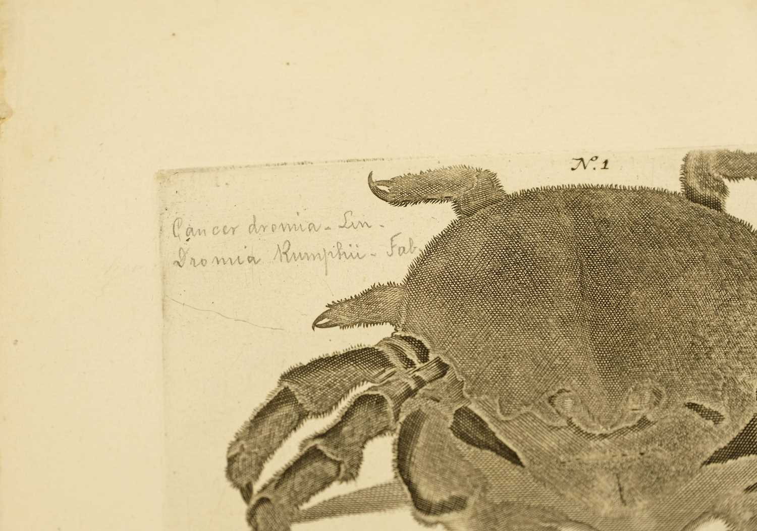 Lot 410 Rumpf Eberhard). Thesaurus Imaginum