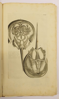 Lot 410 - Rumpf (Georg Eberhard). Thesaurus Imaginum Piscium Testaceorum..., 1711