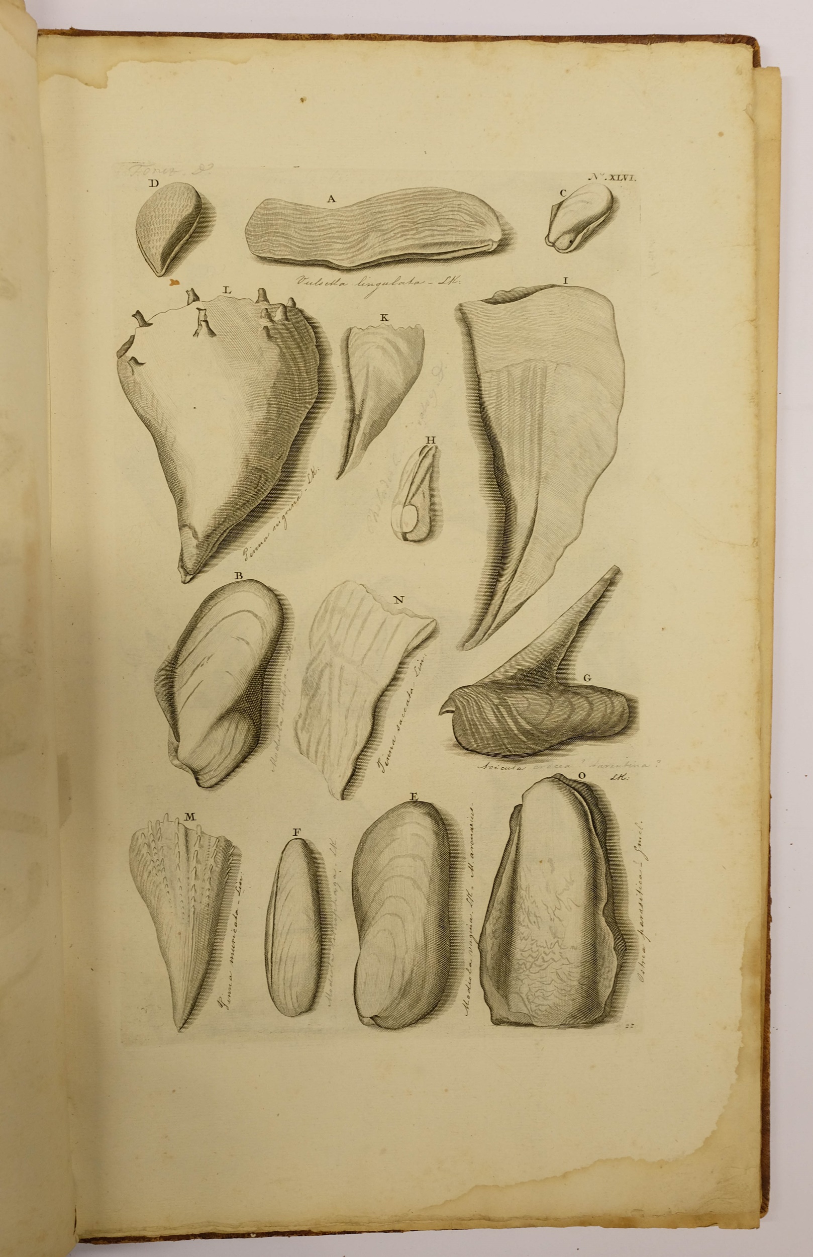 Lot 410 Rumpf Eberhard). Thesaurus Imaginum