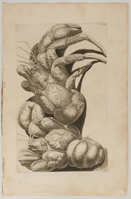Lot 410 - Rumpf (Georg Eberhard). Thesaurus Imaginum Piscium Testaceorum..., 1711