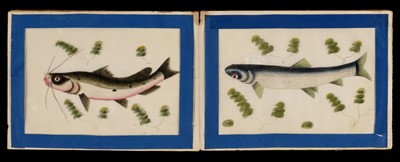 Lot 387 - Chinese pith paintings. An album of twelve paintings of fish, circa 1850