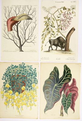 Lot 383 - Botany. A mixed collection of twenty-four prints, 18th & 19th century