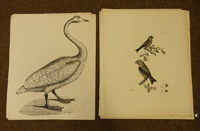 Lot 69 - Catesby (Mark). A collection of nine engravings of birds, circa 1777