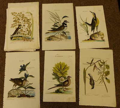 Lot 69 - Catesby (Mark). A collection of nine engravings of birds, circa 1777