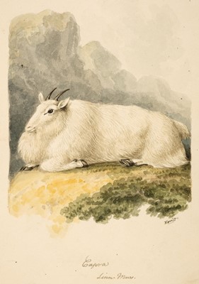 Lot 491 - Howitt (Samuel, 1756/7-1822). Study of a wild goat in a landscape