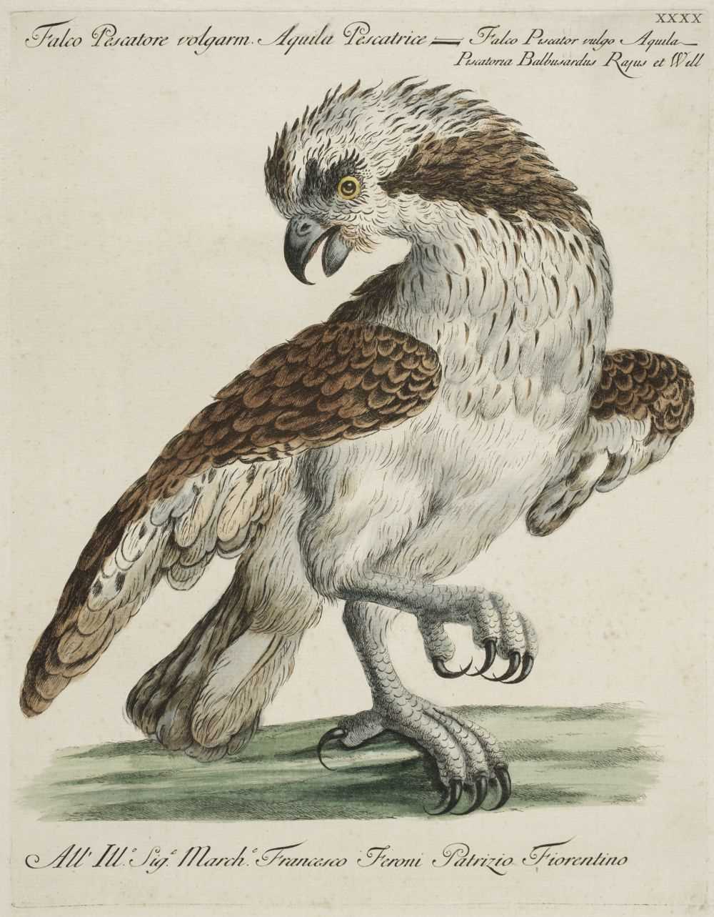Ornithologie Methodice Digesta Pl392 Saverio Manetti