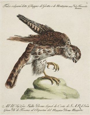 Lot 104 - Manetti (Saverio). Three plates from Ornithologia methodice digesta, 1766-76