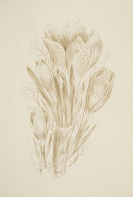 Lot 561 - Tanner (Robin, 1904-1988). Crocus