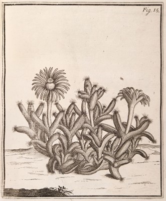 Lot 96 - Bradley (Richard). The History of Succulent Plants, 2nd edition, 1739