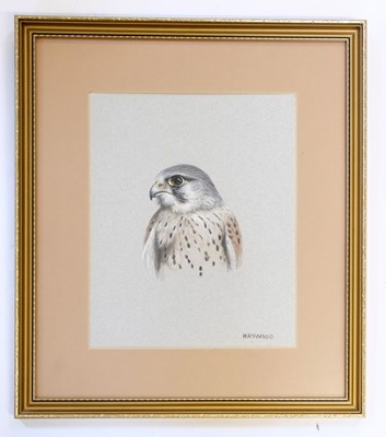 Lot 677 - Proud (Alastair, 1954- ). Study of Tiercel Peregrine