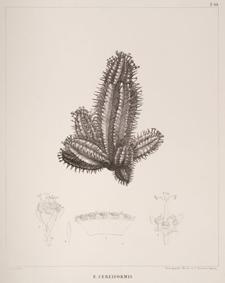 Lot 94 - Boissier (Edmond). Icones Euphorbiarum, Paris, 1866
