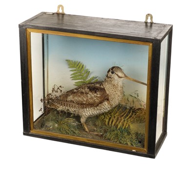 Lot 168 - Taxidermy. A Victorian cased Woodcock