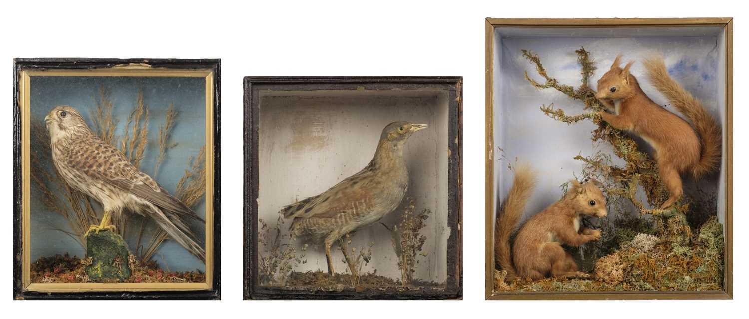 Lot 166 - Taxidermy. A taxidermic pair of red squirrels, corncrake and Kestrel