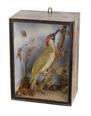 Lot 167 - Taxidermy. A Victorian cased taxidermic woodpecker by T. Ellis, Swaffam 1865