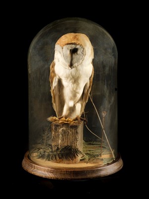 Lot 162 - Taxidermy. A cased barn owl