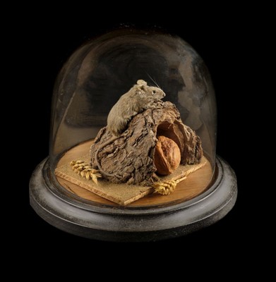 Lot 164 - Taxidermy. A taxidermic field mouse
