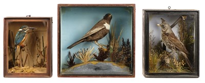 Lot 169 - Taxidermy. Three cased specimens, kingfisher, ring ouzel and fieldfare