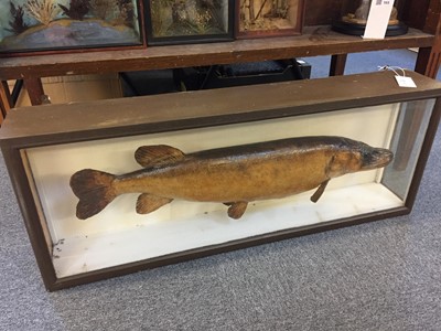 Lot 163 - Taxidermy. A taxidermic pike