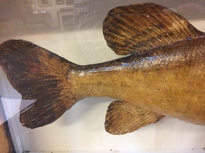 Lot 163 - Taxidermy. A taxidermic pike