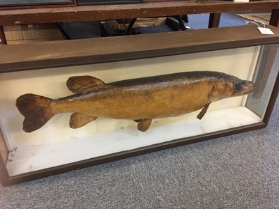 Lot 163 - Taxidermy. A taxidermic pike