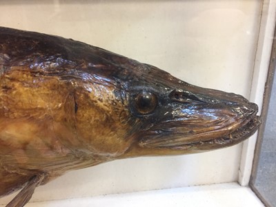 Lot 163 - Taxidermy. A taxidermic pike