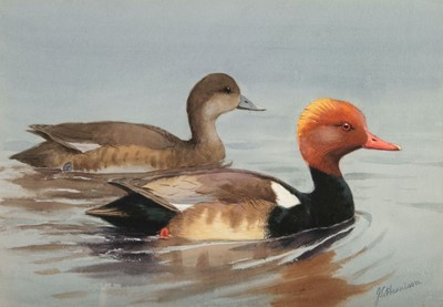 Lot 673 - Harrison (John Cyril, 1898 - 1985). Pair of Red-crested Pochards