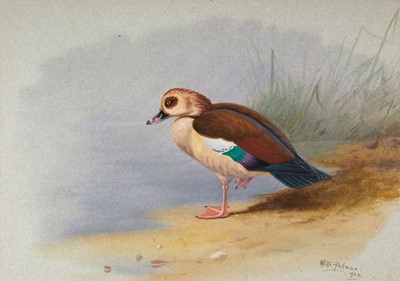 Lot 679 - Rickman (Philip, 1891 - 1982). Egyptian Goose & Pair of Coscoroba Swans, 1962 & 1971