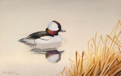 Lot 678 - Rickman (P. 1891 - 1982). Bufflehead Duck & Pair of Barrow's Goldeneyes, 1973 & 1971