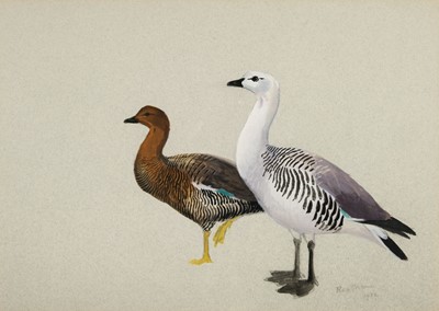 Lot 681 - Rickman (Philip, 1891 - 1982). Pair of Upland Geese & Duck on a pond in autumn