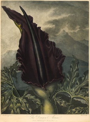 Lot 366 - Thornton (Dr. Robert, publisher). The Dragon Arum, 1801