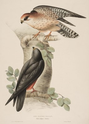 Lot 83 - Gould (J. & E.). Red Footed Falcon & Lesser Kestril, 1832 - 37