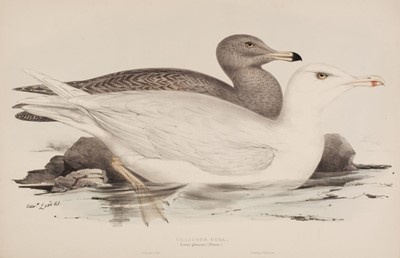 Lot 101 - Lear (Edward). Glaucous Gull & Audouin's Gull, 1832 - 37