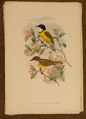 Lot 85 - Gould (J. & Hart W.), Six lithographs from The Birds of New Guinea, 1875 - 88