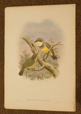 Lot 87 - Gould (J. & Hart W.). Six prints from The Birds of New Guinea, 1875 - 88
