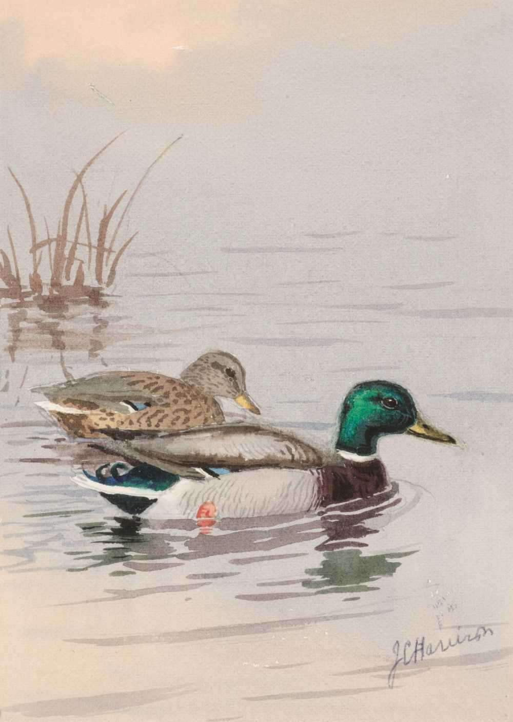 Lot 97 - Harrison (John Cyril, 1898 - 1985). Pair of Mallard