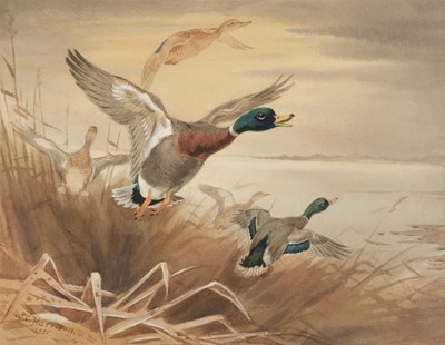 Lot 96 - Harrison (John Cyril, 1898 - 1985). Mallard Ducks Taking Flight, 1921