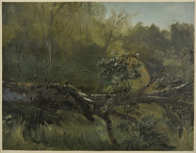 Lot 445 - Schiess (Traugott, attributed).. Fallen tree trunk