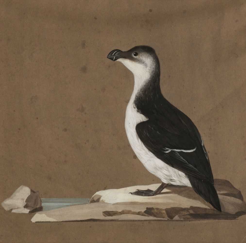 Lot 111 - Ornithology. Gull, by Carl Friedrich, 1814